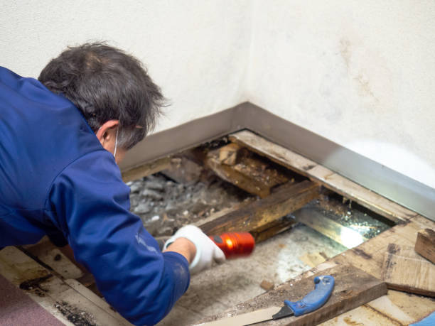 Best Professional Mold Removal  in Nambe, NM