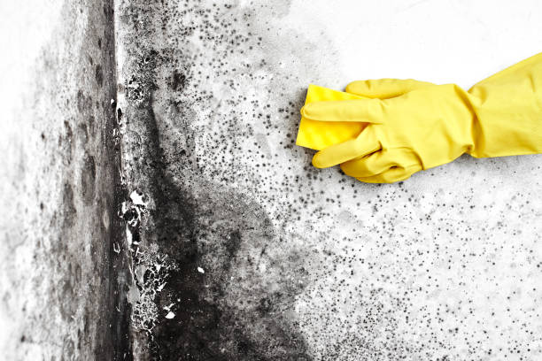 Best Mold Removal Company Near Me  in Nambe, NM