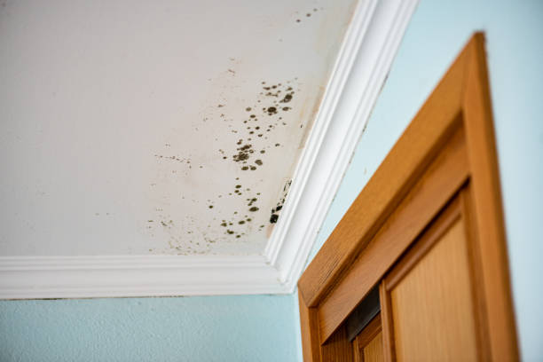 Best Mold Testing and Removal  in Nambe, NM