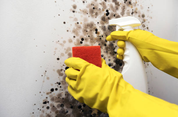 Mold Testing and Removal in Nambe, NM