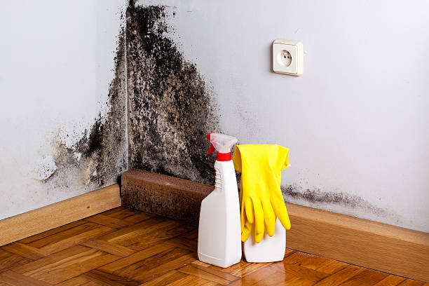 Mold Removal and Inspection in Nambe, NM