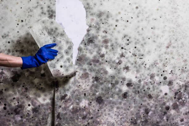 Best Black Mold Removal  in Nambe, NM